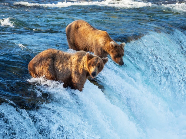 US Alaska bears fishing