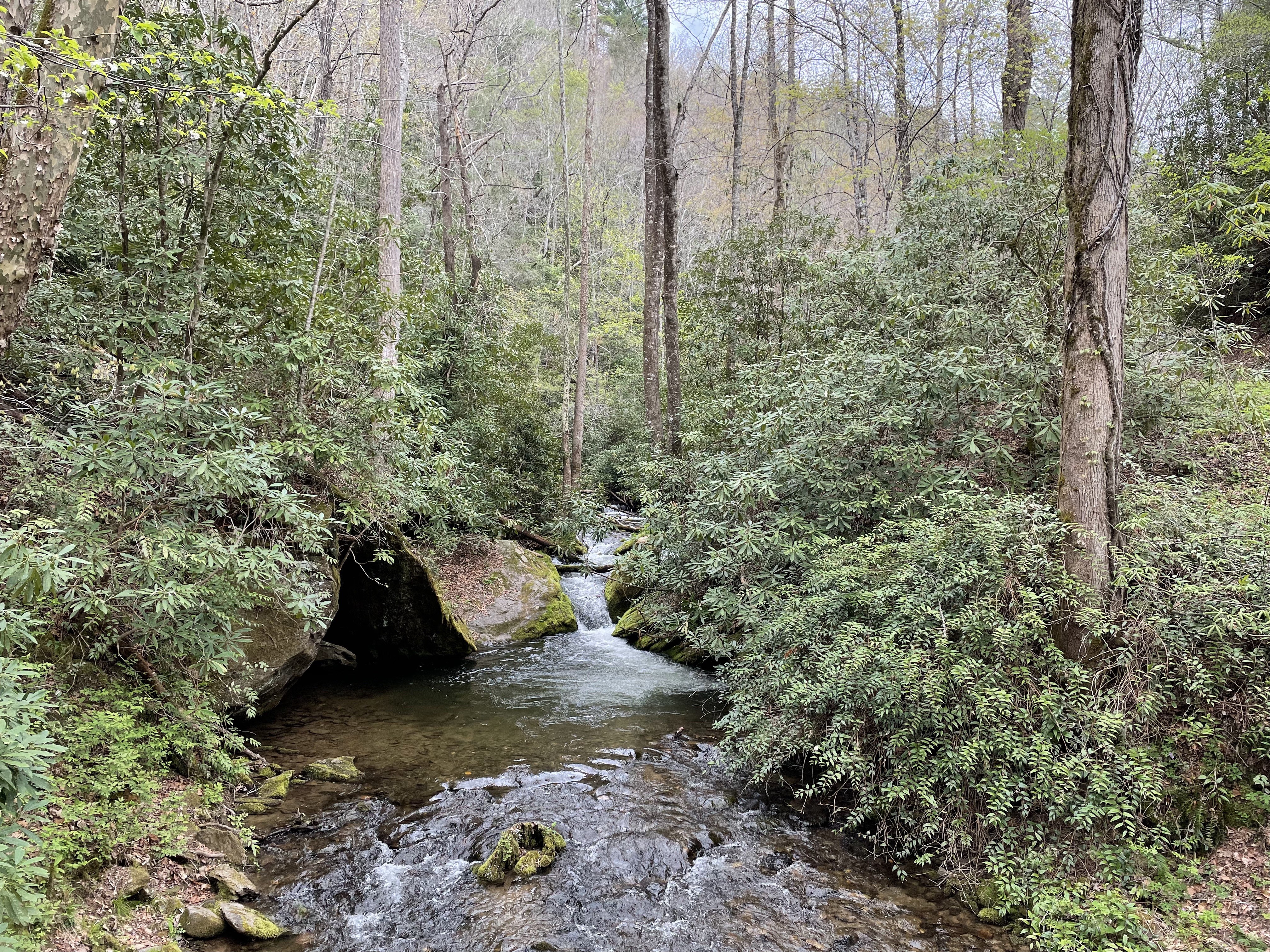 US North Carolina Great Smoky Mountains stream through forest