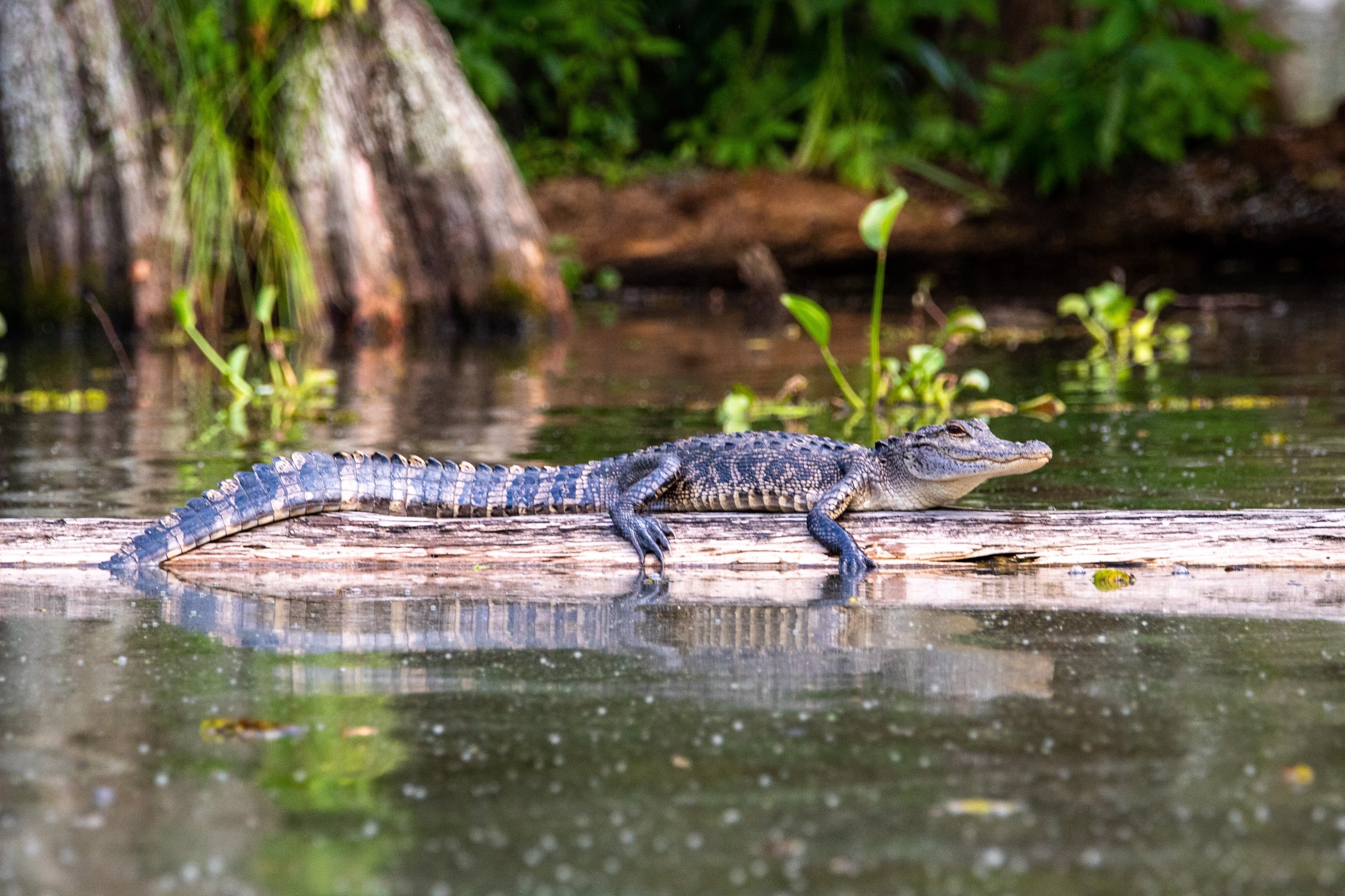 US Louisiana alligator