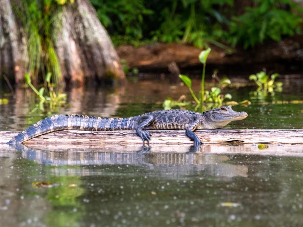 US Louisiana alligator