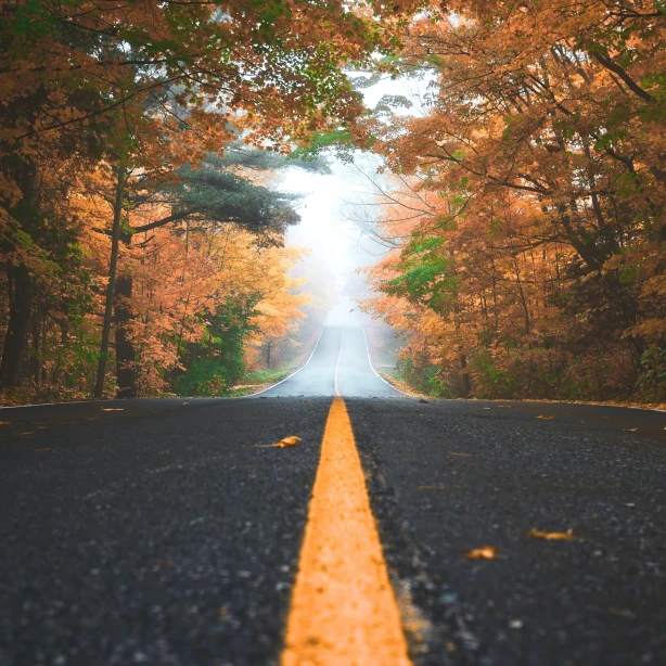 Een rustige weg slingert door een bos in Canada, omlijst door mist en herfstbladeren in warme oranje tinten.