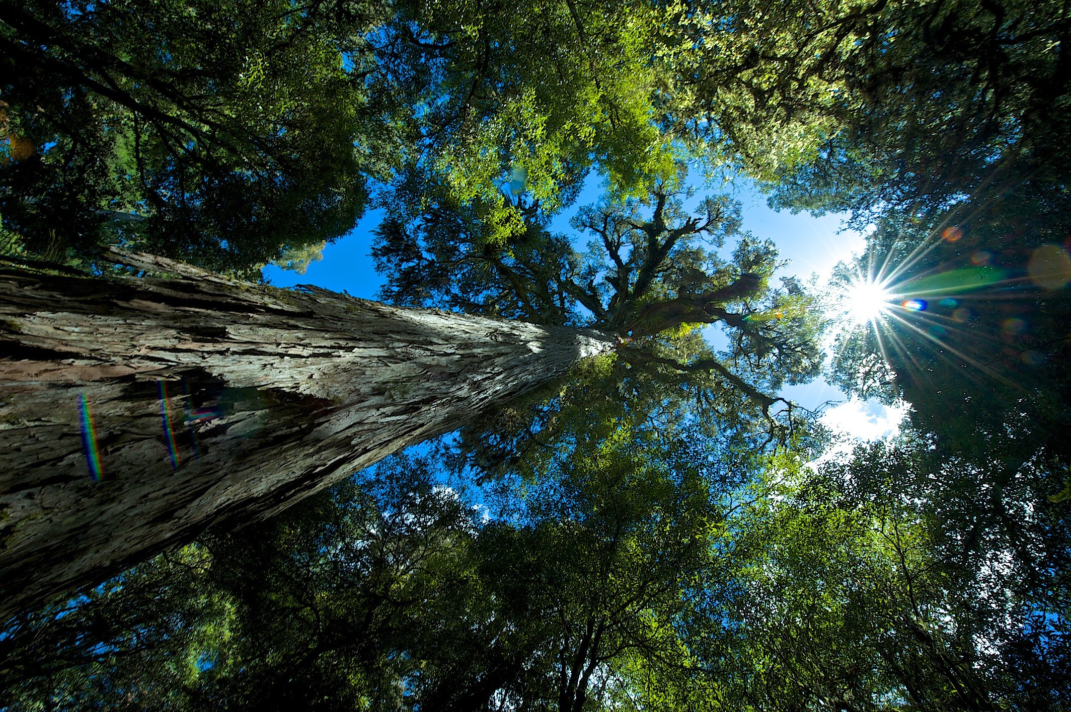 Omhoog kijkend door de bomen naar de lucht