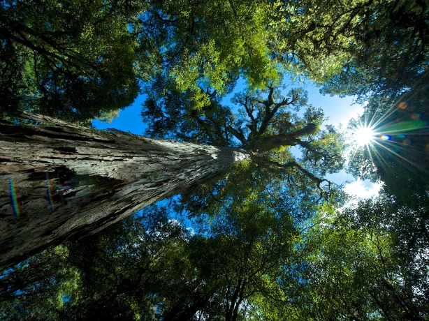 Omhoog kijkend door de bomen naar de lucht