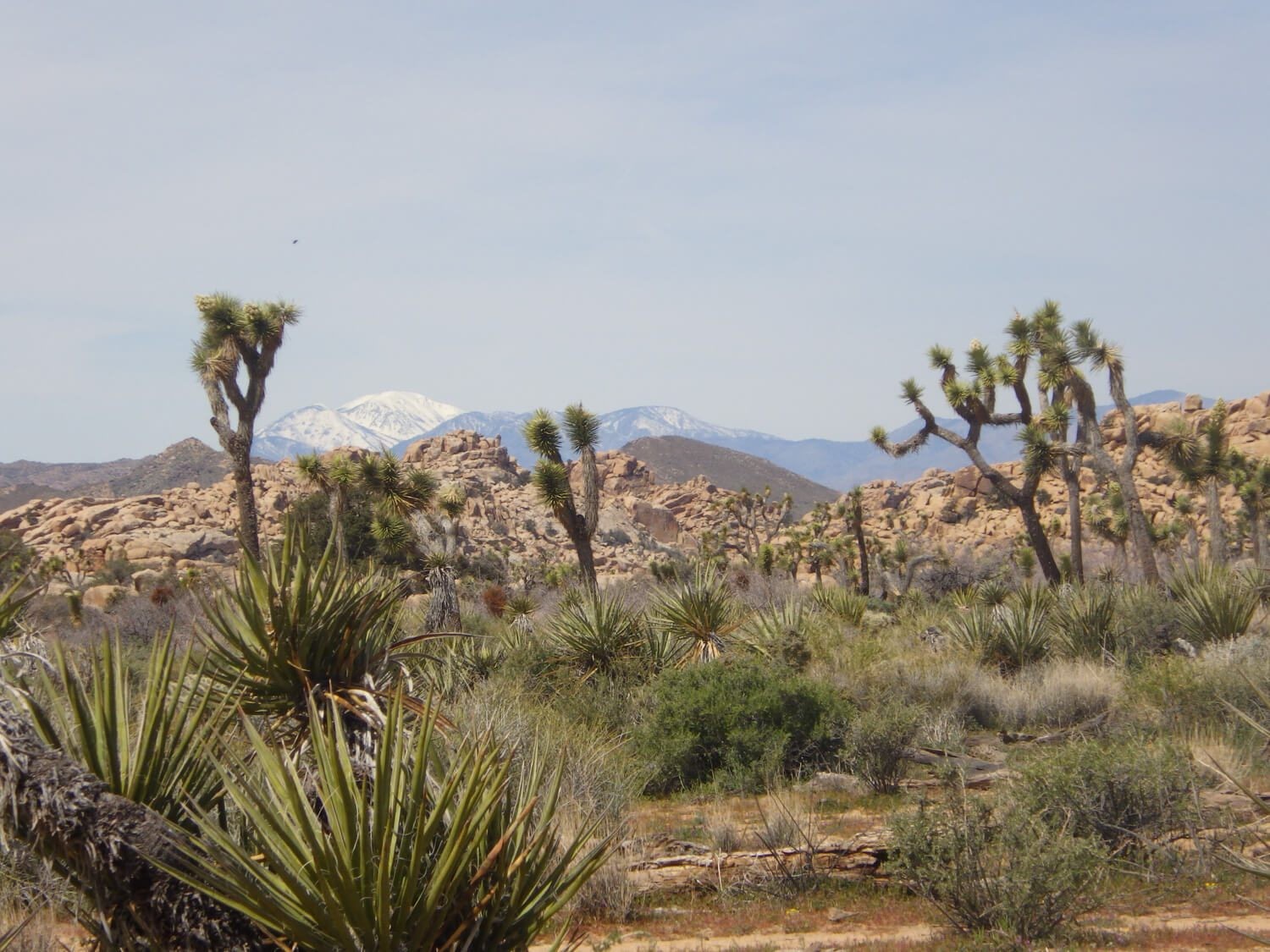 USA California Joshua Tree National Park c Fum Bally Unsplash