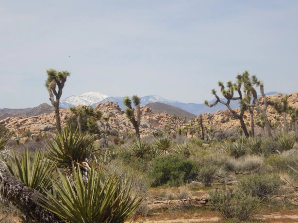 USA California Joshua Tree National Park c Fum Bally Unsplash