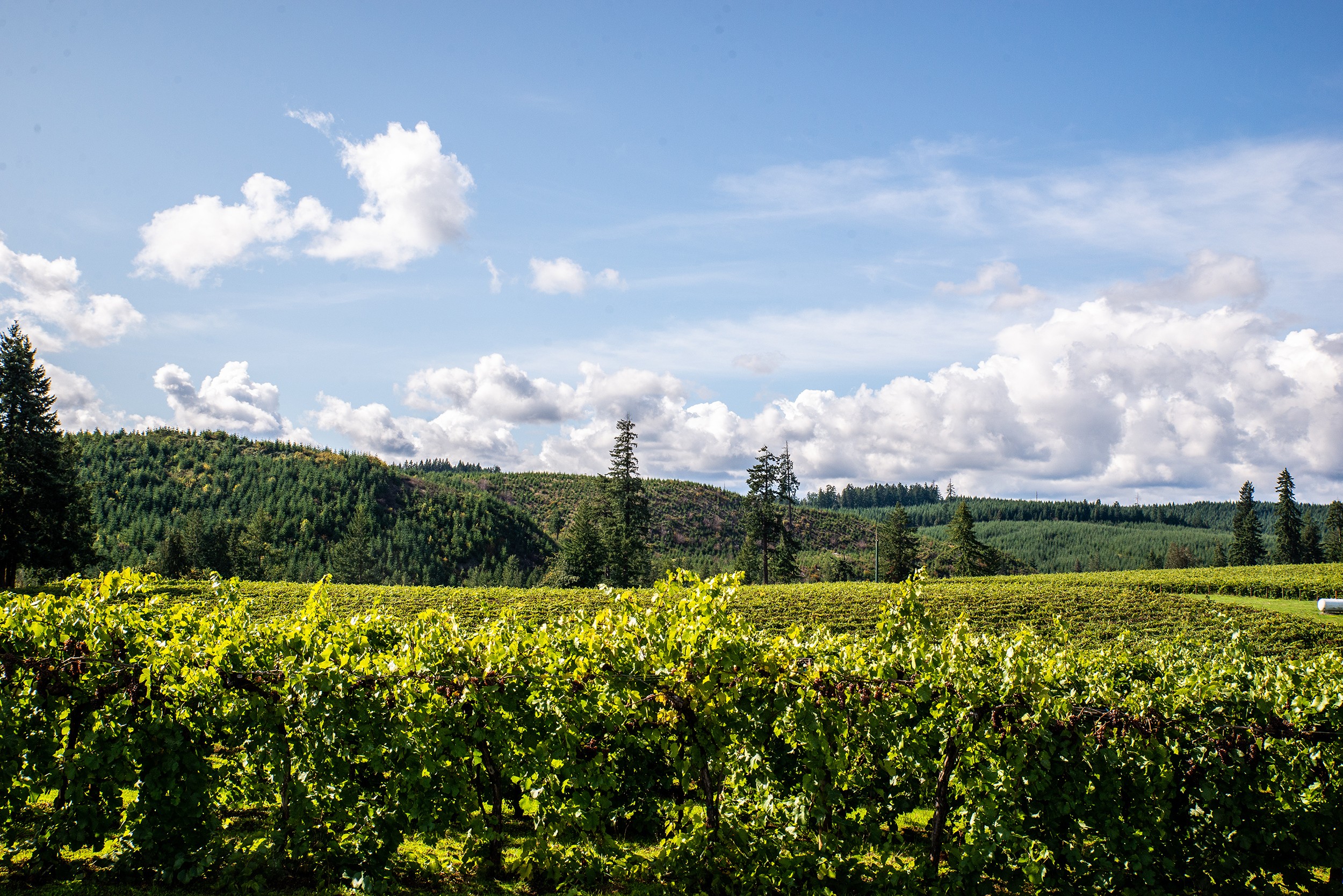 Wijngaard in Willamete Valley in Oregon, VS