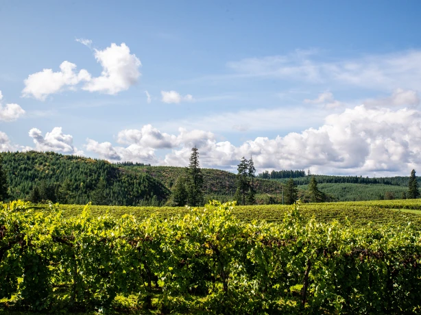 Wijngaard in Willamete Valley in Oregon, VS