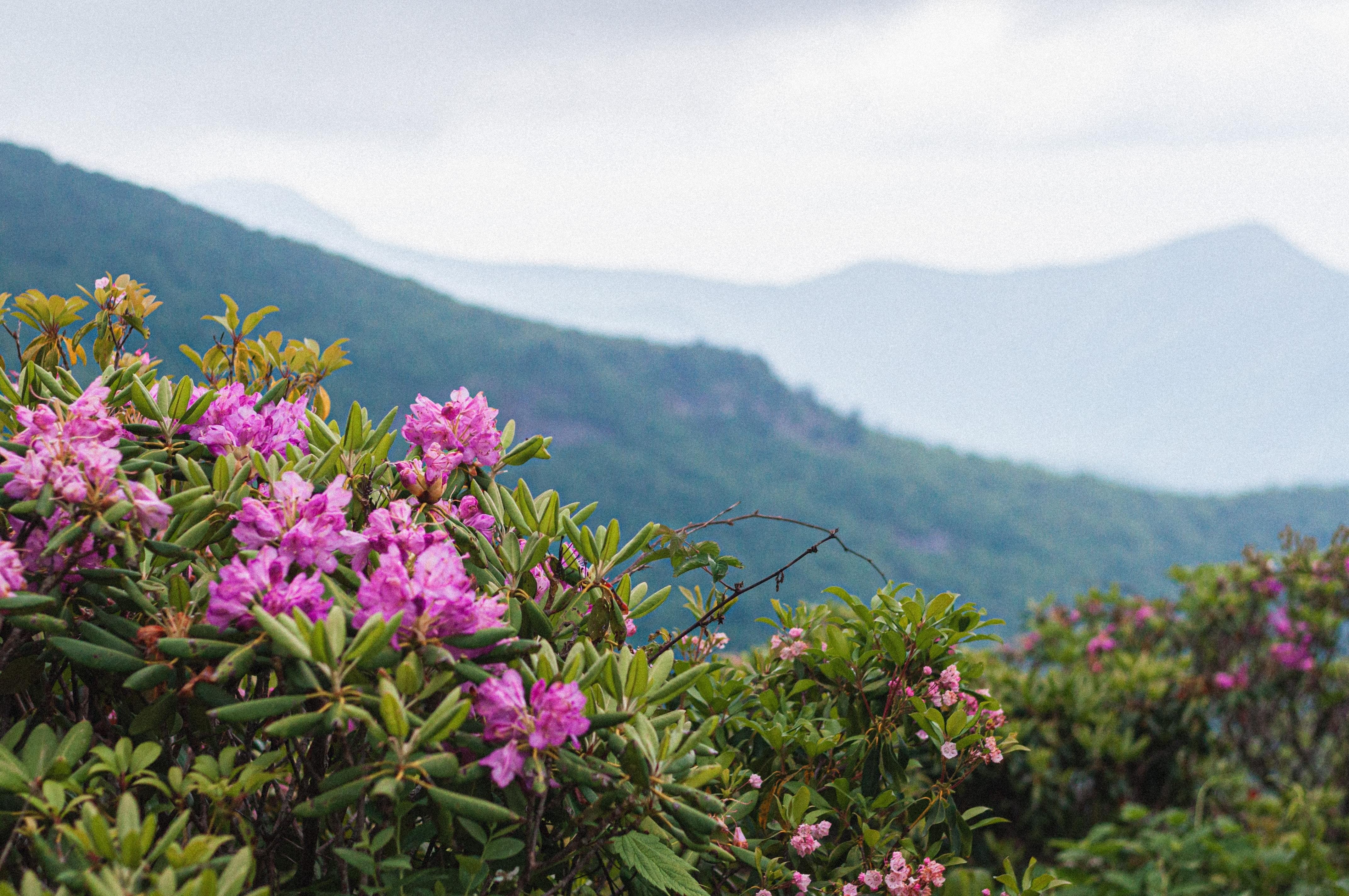 USA North Carolina Blue ridge parkway flowers andrew james unsplash