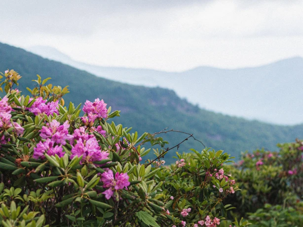USA North Carolina Blue ridge parkway flowers andrew james unsplash