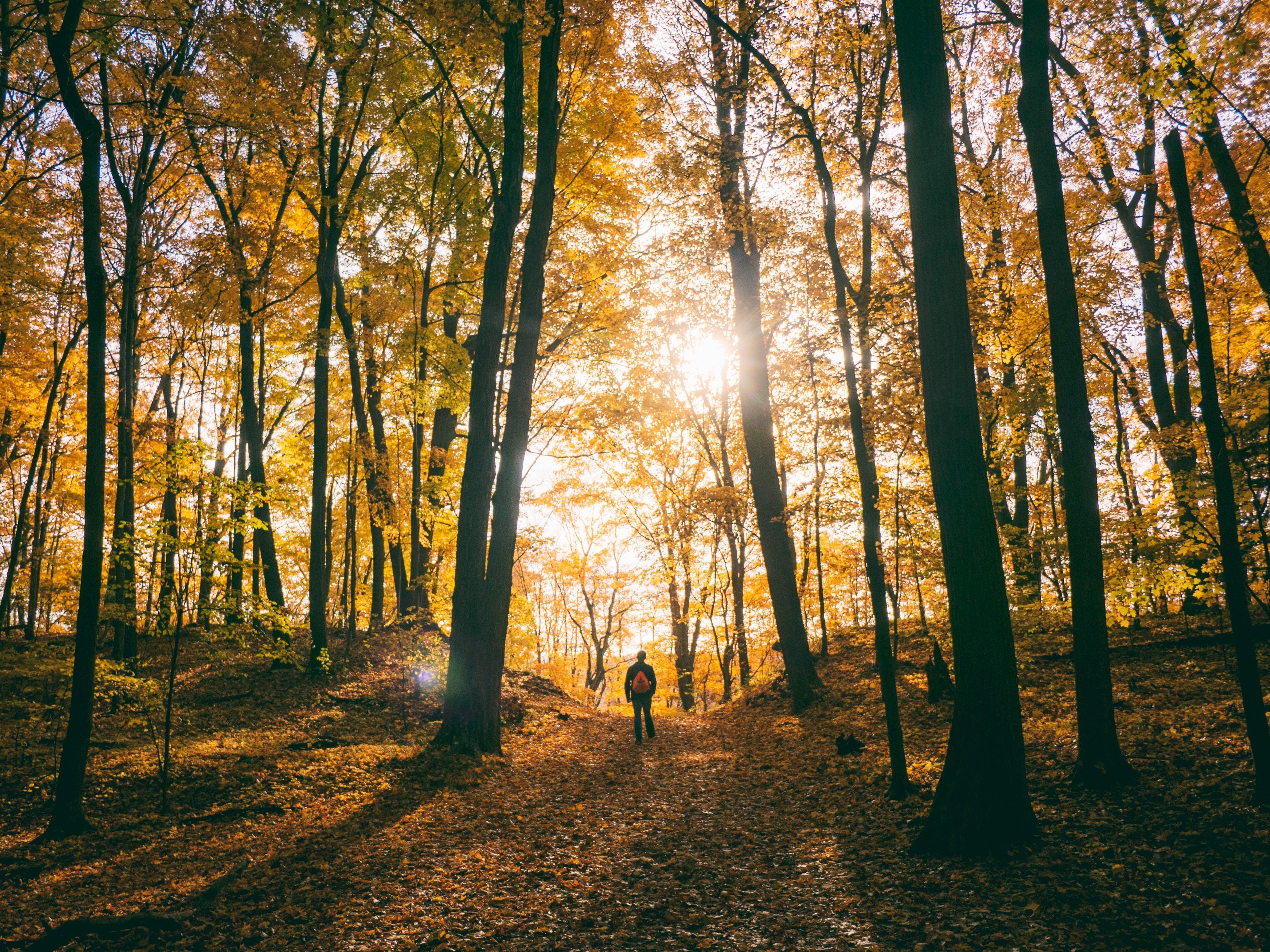 USA North Carolina people walking through forest2 aaron burden unsplash