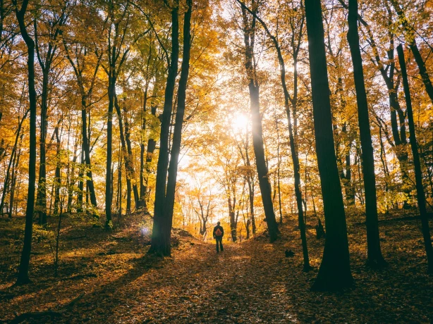 USA North Carolina people walking through forest2 aaron burden unsplash