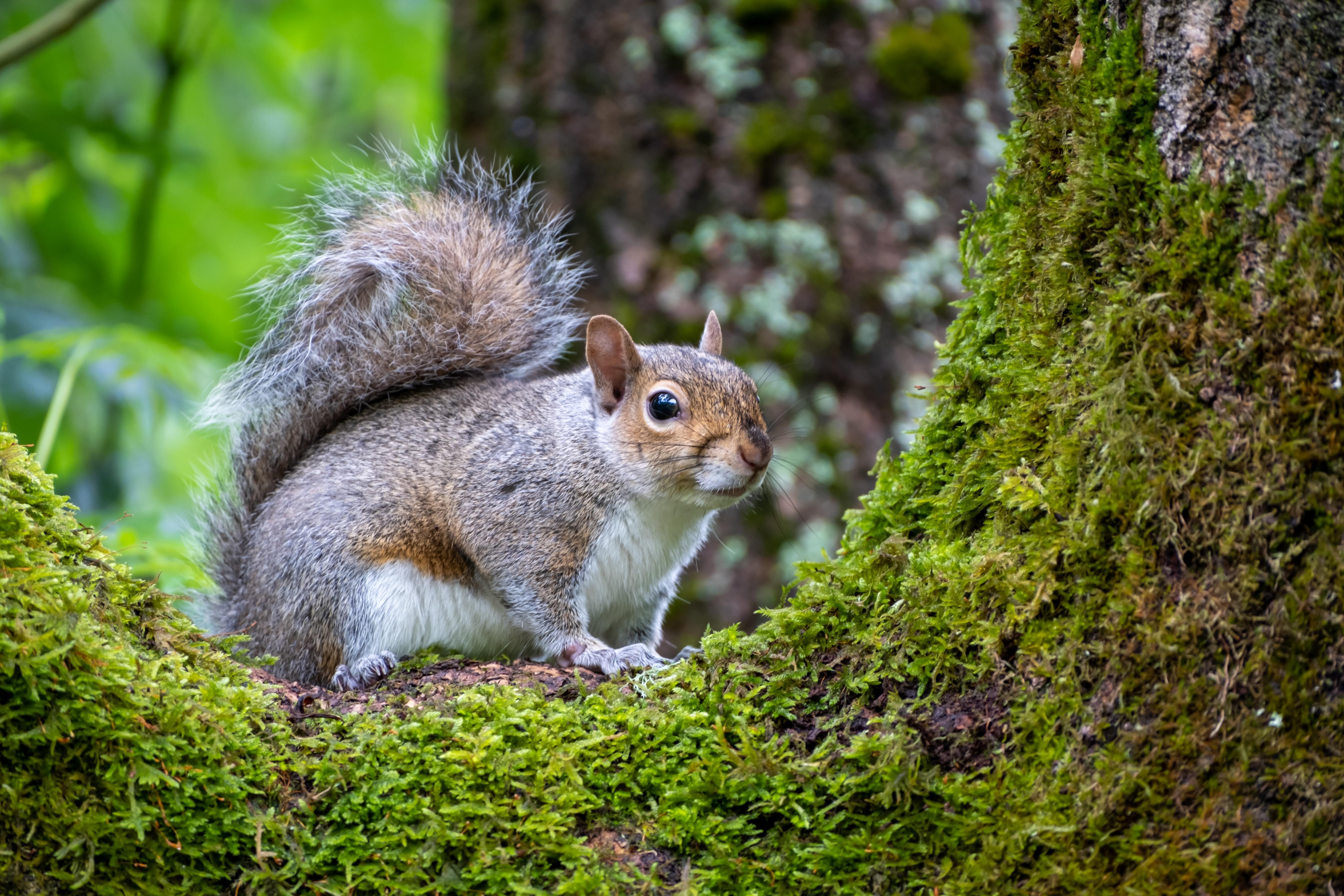 USA North Carolina squirrel andy willis unsplash