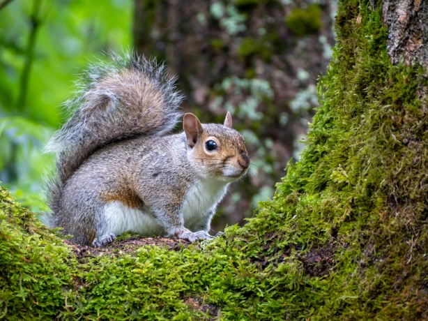USA North Carolina squirrel andy willis unsplash