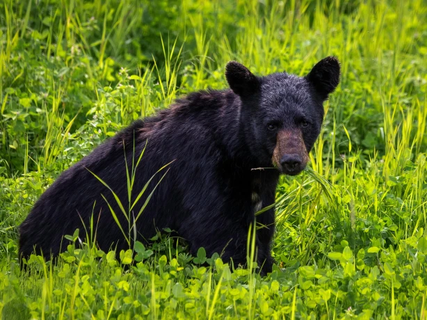 Pete nuij sa9ao8 Y Si9s unsplash