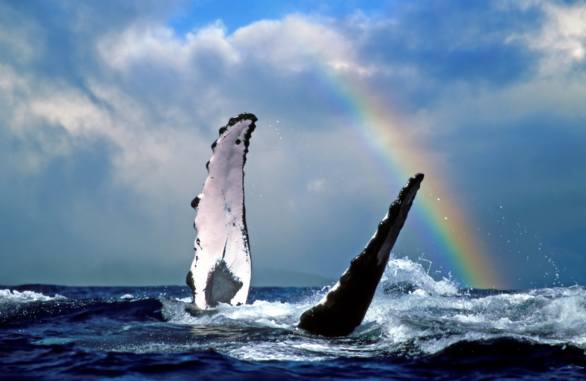 Usa hawaii lanai whale rainbow credit hawaii tourism authority joe west