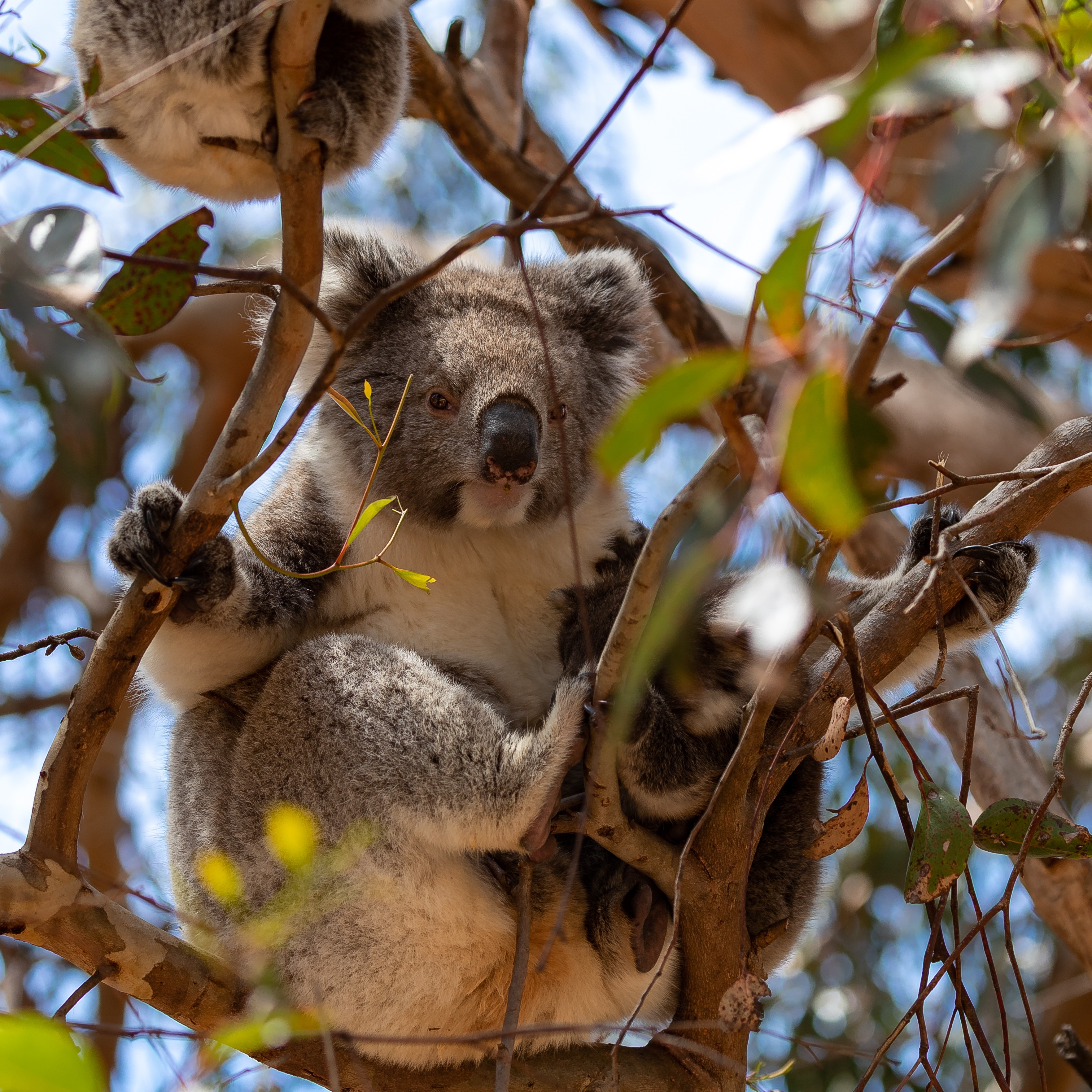 Koala in een boom omringd door takken in Australië
