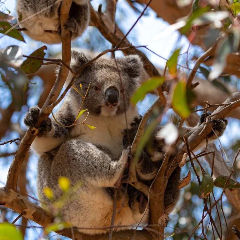 Koala in een boom omringd door takken in Australië