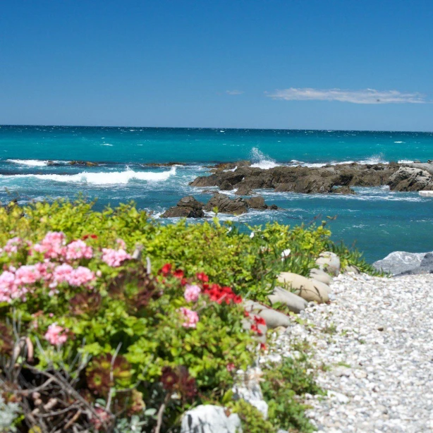 Uitzicht op Kaikoura Beach met rotsen en bloemen, Nieuw-Zeeland