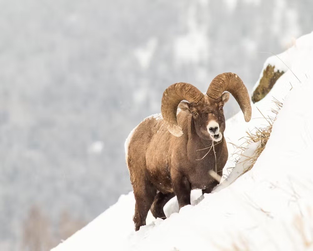 Unitedstates yellowstone wildlife winter daniel lloyd blunk fernandez unsplash