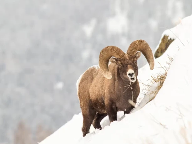 Unitedstates yellowstone wildlife winter daniel lloyd blunk fernandez unsplash