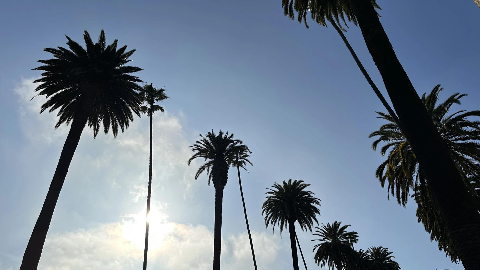 US CA Los Angeles palm trees blue sky