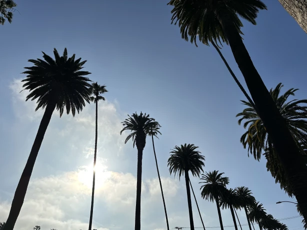 US CA Los Angeles palm trees blue sky