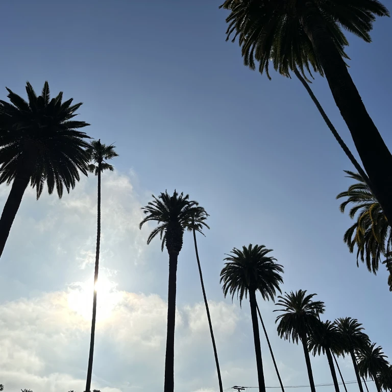 US CA Los Angeles palm trees blue sky