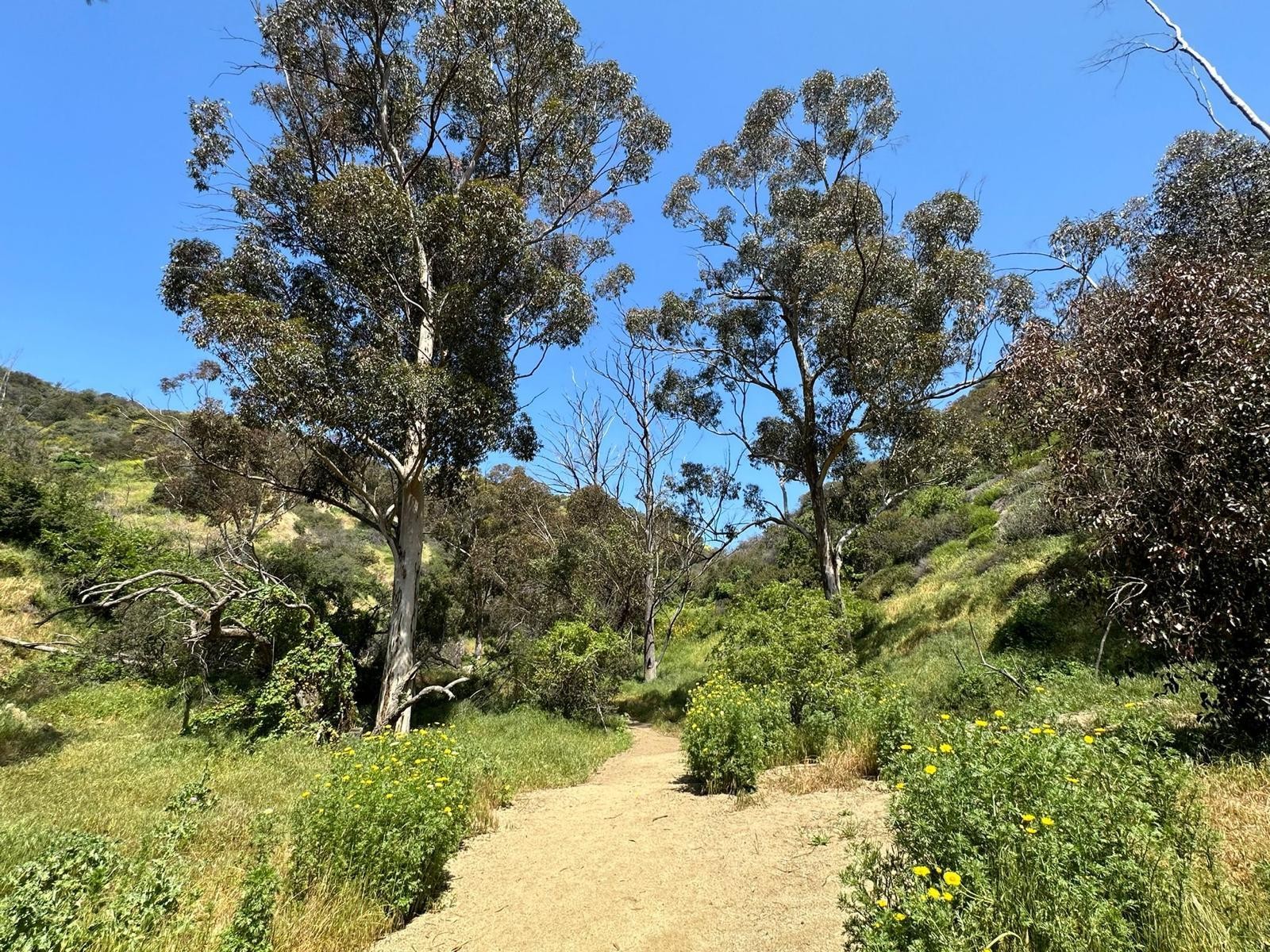 US CA Los Angeles Runyon Canyon trail