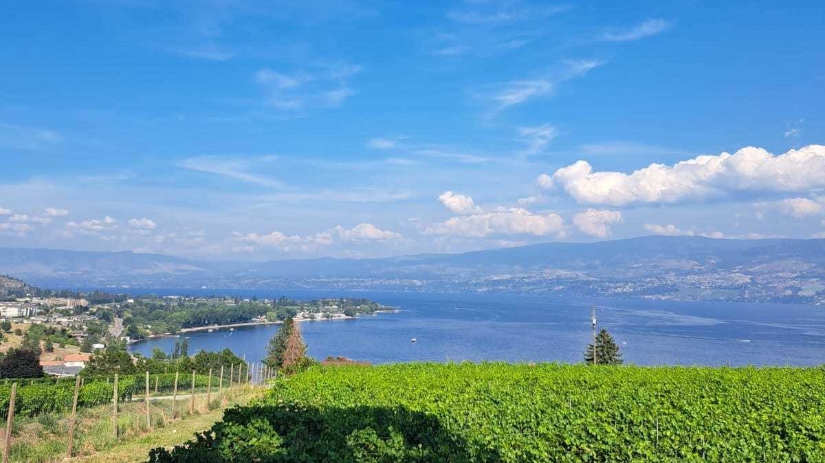 can - De wijngaarden bij Kelowna