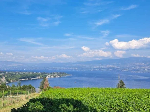 can - De wijngaarden bij Kelowna