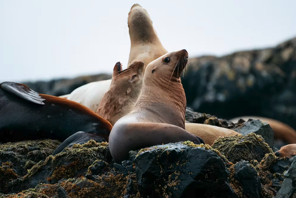 8024 CAN vancouver island Ahous Adventures seal