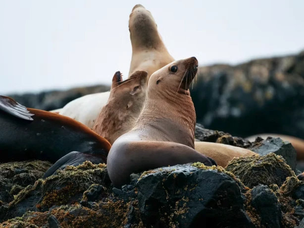 8024 CAN vancouver island Ahous Adventures seal